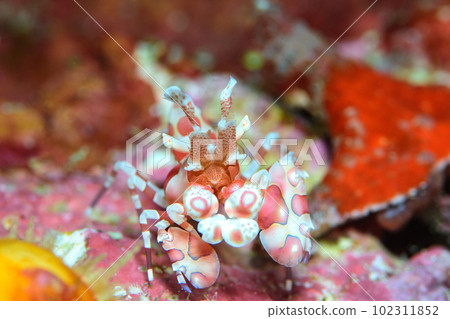 Horse deep-fried Horse deep-fried 102311852