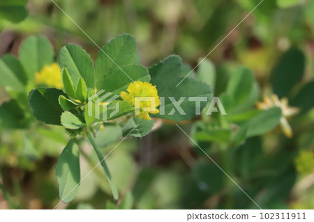開花在春天領域的小黃色三葉草花 102311911