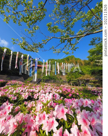 Azaleas and carp streamers at Myojingawa Sabo Park 20232 [Takuma-cho, Mitoyo City, Kagawa Prefecture] 102311926