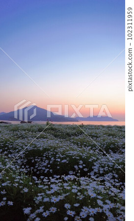 Morning glow at Flower Park Urashima [Takuma-cho, Mitoyo City, Kagawa Prefecture] 102311959