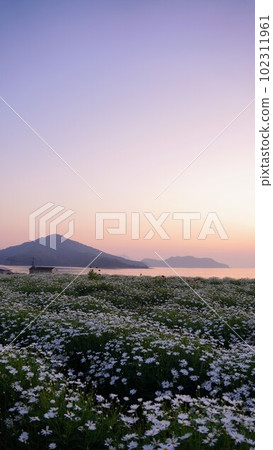 Morning glow at Flower Park Urashima [Takuma-cho, Mitoyo City, Kagawa Prefecture] 3 102311961