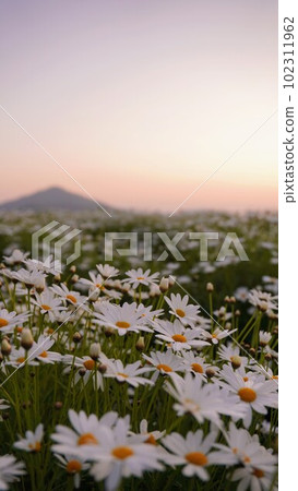 Morning glow at Flower Park Urashima [Takuma-cho, Mitoyo City, Kagawa Prefecture] 4 102311962