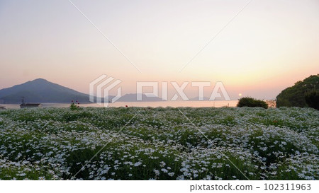 Sunrise view of Flower Park Urashima [Takuma-cho, Mitoyo City, Kagawa Prefecture] 5 102311963