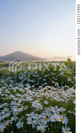 Sunrise view of Flower Park Urashima [Takuma-cho, Mitoyo City, Kagawa Prefecture] 10 102311968