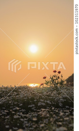 Sunrise view of Flower Park Urashima [Takuma-cho, Mitoyo City, Kagawa Prefecture] 12 102311970