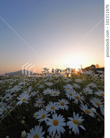 Morning glow at Flower Park Urashima [Takuma-cho, Mitoyo City, Kagawa Prefecture] 16 102311976