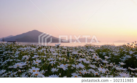 Sunrise view of Flower Park Urashima [Takuma-cho, Mitoyo City, Kagawa Prefecture] 21 102311985