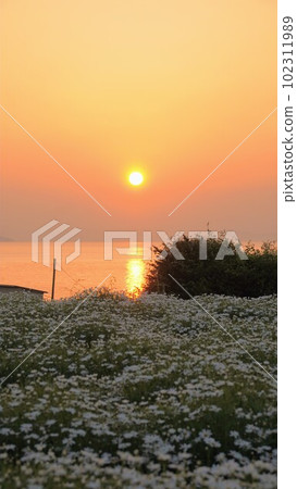 Morning glow at Flower Park Urashima [Takuma-cho, Mitoyo City, Kagawa Prefecture] 26 102311989