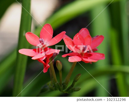 Red freesia laksa flower (Himehiougi of Enkoji Temple) Red freesia laksa flower (Himehiougi of Enkoji Temple) 102312296