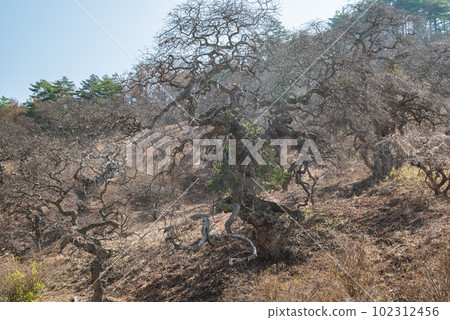 Ono's Weeping Chestnuts [Weeping Chestnut Forest Park] 102312456