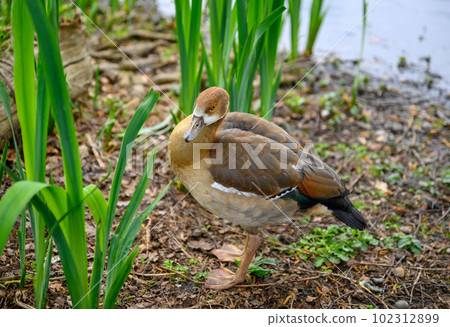 Juvenile Egyptian goose seen by a pond in Chislehurst, Kent, UK.  Egyptian goose (Alopochen aegyptiaca). Chislehurst is in the Borough of Bromley, Greater London 102312899