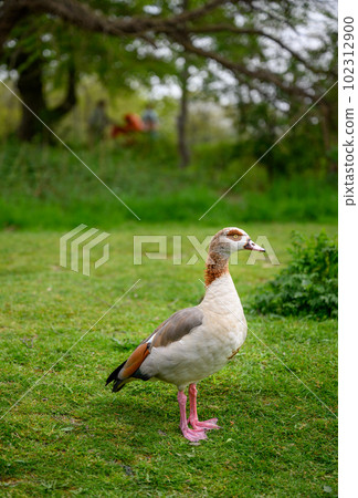 Egyptian goose standing on grass on Chislehurst Commons, Kent, UK.  Egyptian goose (Alopochen aegyptiaca). Chislehurst is in the Borough of Bromley, Greater London 102312900
