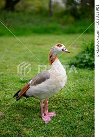 Egyptian goose standing on grass on Chislehurst Commons, Kent, UK.  Egyptian goose (Alopochen aegyptiaca). Chislehurst is in the Borough of Bromley, Greater London 102312901