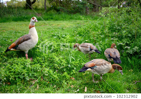 Egyptian goose with young on Chislehurst Commons, Kent, UK. Egyptian goose (Alopochen aegyptiaca). Chislehurst is in the Borough of Bromley, Greater London Egyptian goose with young on Chislehurst Commons, Kent, UK. Egyptian goose (Alopochen aegyptiaca). Chislehurst is in the Borough of Bromley, Greater London 102312902