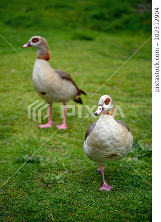 Two Egyptian geese standing on grass on Chislehurst Commons, Kent, UK.  Egyptian goose (Alopochen aegyptiaca). Chislehurst is in the Borough of Bromley, Greater London 102312904