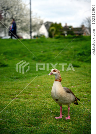 Egyptian goose standing on grass on Chislehurst Commons, Kent, UK. Unrecognizable people behind. Egyptian goose (Alopochen aegyptiaca). Chislehurst is in the Borough of Bromley, Greater London Egyptian goose standing on grass on Chislehurst Commons, Kent, UK. Unrecognizable people behind. Egyptian goose (Alopochen aegyptiaca). Chislehurst is in the Borough of Bromley, Greater London 102312905