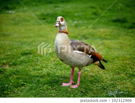 Egyptian goose standing on grass on Chislehurst Commons, Kent, UK. Egyptian goose (Alopochen aegyptiaca). Chislehurst is in the Borough of Bromley, Greater London Egyptian goose standing on grass on Chislehurst Commons, Kent, UK. Egyptian goose (Alopochen aegyptiaca). Chislehurst is in the Borough of Bromley, Greater London 102312906