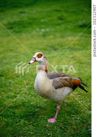 Egyptian goose walking on grass on Chislehurst Commons, Kent, UK.  Egyptian goose (Alopochen aegyptiaca). Chislehurst is in the Borough of Bromley, Greater London 102312907