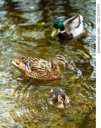 Mallard duckling with female and male mallards behind at Rush pond on Chislehurst Commons. Chislehurst is in the Borough of Bromley, Greater London. Mallard duck (Anas platyrhynchos), Kent, UK. Mallard duckling with female and male mallards behind at Rush pond on Chislehurst Commons. Chislehurst is in the Borough of Bromley, Greater London. Mallard duck (Anas platyrhynchos), Kent, UK. 102312913