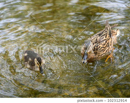 Female mallard duck with duckling at Rush pond on Chislehurst Commons. Chislehurst is in the Borough of Bromley, Greater London. Mallard duck (Anas platyrhynchos), Kent, UK. Female mallard duck with duckling at Rush pond on Chislehurst Commons. Chislehurst is in the Borough of Bromley, Greater London. Mallard duck (Anas platyrhynchos), Kent, UK. 102312914
