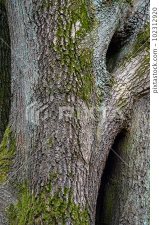 Tree trunk with interesting bark patterns on Chislehurst Commons, Kent, UK. Chislehurst is in the Borough of Bromley, Greater London. Tree trunk with interesting bark patterns on Chislehurst Commons, Kent, UK. Chislehurst is in the Borough of Bromley, Greater London. 102312920