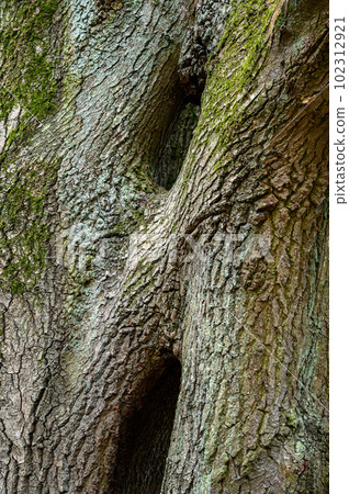 Tree trunk with interesting bark patterns on Chislehurst Commons, Kent, UK. Chislehurst is in the Borough of Bromley, Greater London. Tree trunk with interesting bark patterns on Chislehurst Commons, Kent, UK. Chislehurst is in the Borough of Bromley, Greater London. 102312921