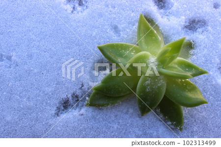 Green Leaves Of Succulent Plant On A Powder Snow Top View Green Leaves Of Succulent Plant On A Powder Snow Top View 102313499