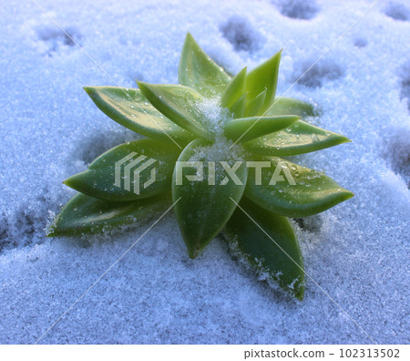 Inflorescence of leaves of a green plant on the snow angle view closeup stock photo Inflorescence of leaves of a green plant on the snow angle view closeup stock photo 102313502