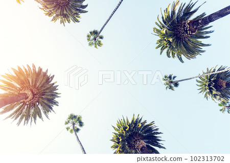 A perfect summer day and tall palms A perfect summer day and tall palms 102313702