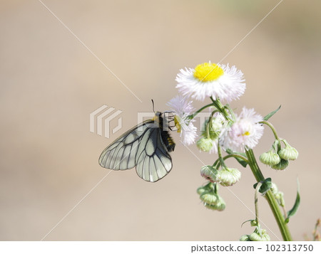 Parnassius sucking nectar from Halcyon flowers Parnassius sucking nectar from Halcyon flowers 102313750