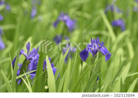 太田沼澤鳶尾群落，天然紀念物 102313894