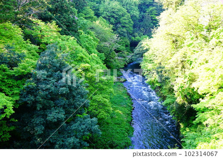 Fresh green of Kakusenkei Fresh green of Kakusenkei 102314067