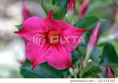 A vermilion sun parasol that colors summer [Apocynaceae] 102314163