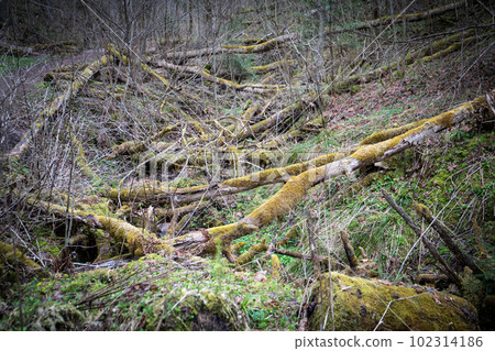 Old fallen trees covered with moss. Weather and nature 102314186