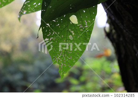 Damaged leaf in summer rainy forest Damaged leaf in summer rainy forest 102314285
