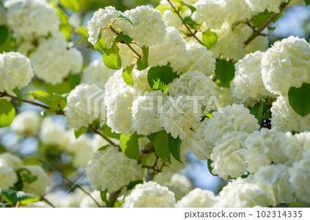 White albopictus flower White albopictus flower 102314335