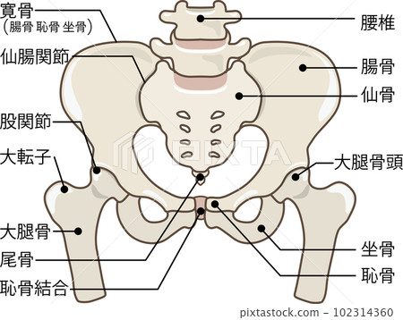帶名字的骨盆 帶名字的骨盆 102314360