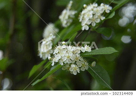 A flower of azuki bean 102314409