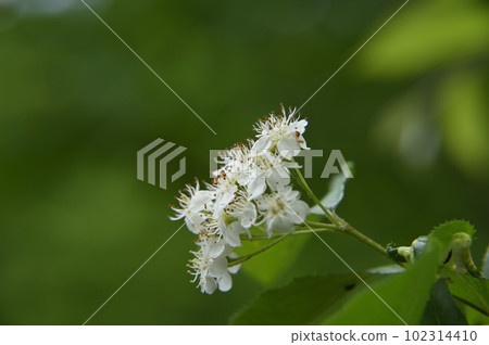 Azuki豆花 Azuki豆花 102314410