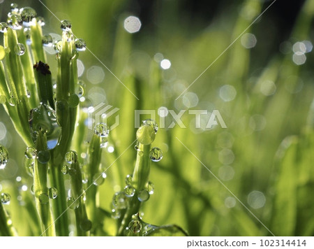 Sugina leaf with many drops of morning dew Sugina leaf with many drops of morning dew 102314414