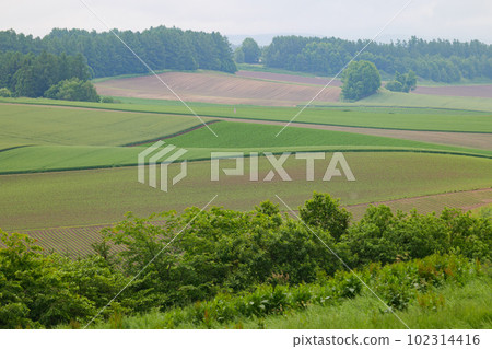 Fields of Biei in June Fields of Biei in June 102314416