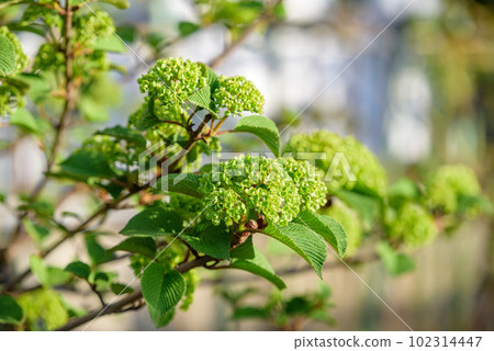 Odemari花的一朵綠色花在開花的開始 Odemari花的一朵綠色花在開花的開始 102314447