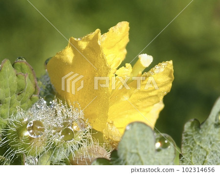 Close-up of a yellow flower wet with morning dew Close-up of a yellow flower wet with morning dew 102314656