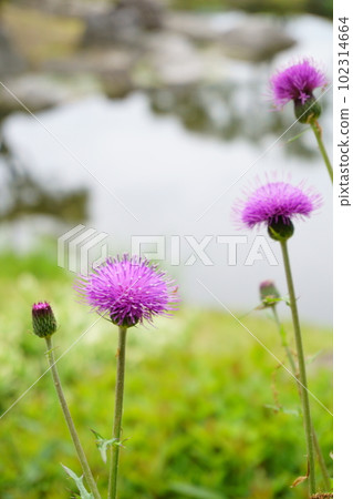 Red-purple wild thistle flower 2 Red-purple wild thistle flower 2 102314664