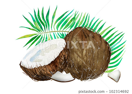 Watercolor illustration of the tropics. Coconut, tropical leaves and flowers on a colored background. Watercolor illustration of the tropics. Coconut, tropical leaves and flowers on a colored background. 102314692