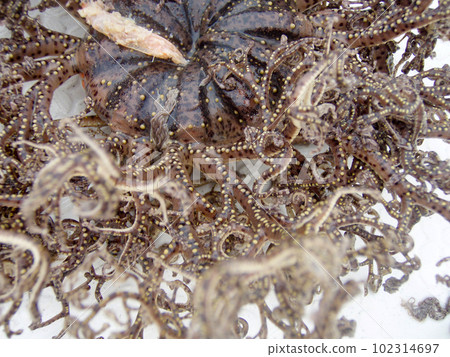 A macro close-up image of a strange creature that lives in the sea, "Tezurumozuru." A macro close-up image of a strange creature that lives in the sea, "Tezurumozuru." 102314697