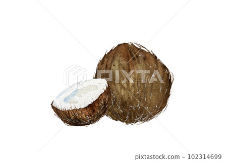 Watercolor illustration of coconut. Coconut fruits, pieces of coconut watercolor. Coconut drawing isolated 102314699