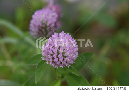 Murasaki claws 102314738