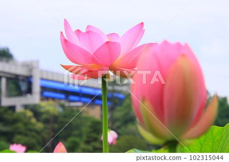 Oga lotus (ancient lotus) and Chiba urban monorail [At Chiba Park, Chiba City, Chiba Prefecture] 102315044