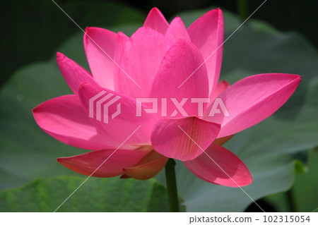 Lotus Oga (ancient lotus) [At Chiba Park, Chiba City, Chiba Prefecture] 102315054